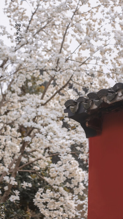 @烟波里的棠 古清凉寺 玉兰花 霓裳片片晚妆新 束素亭亭玉殿春