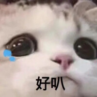 猥琐表情包