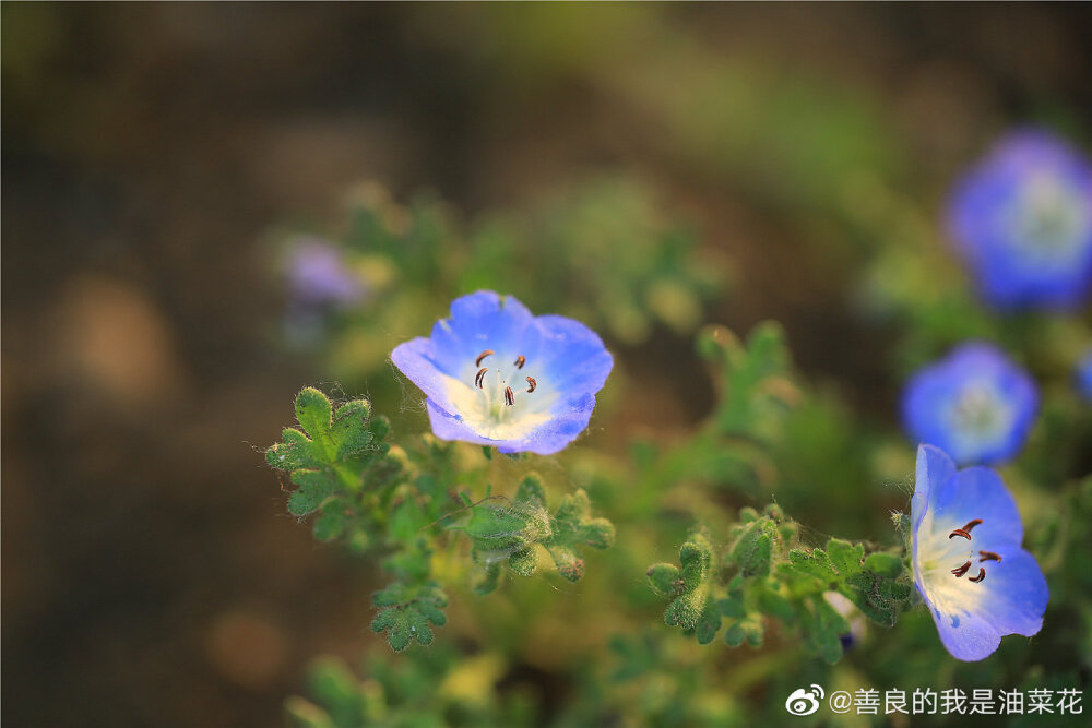 阿拉伯婆婆纳