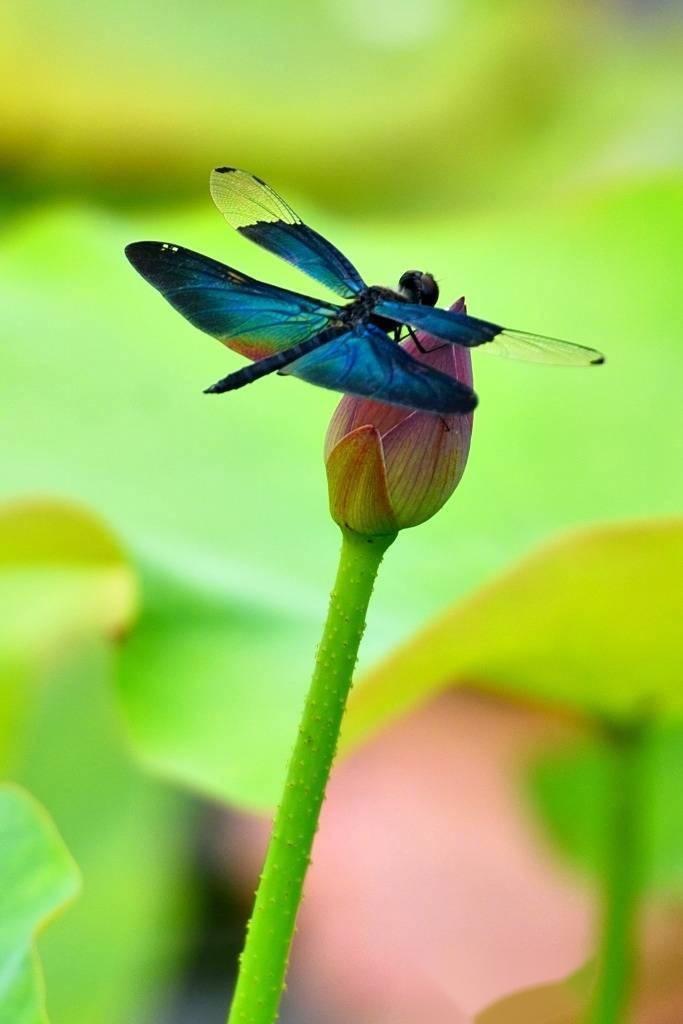 小荷才露尖尖角，早有蜻蜓立上头