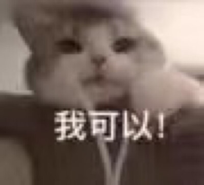 超可爱的猫猫表情包