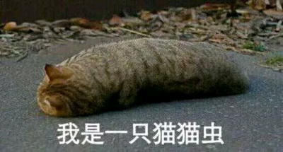 可爱猫猫表情包