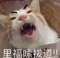 可爱猫猫表情包