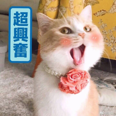 可爱猫猫表情包