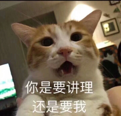 可爱猫猫表情包