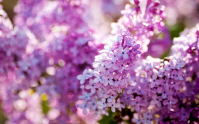 【原创】《丁香花开》(一东平声)
丁香吐蕊花开放，豆蔻留香月色澄。
正是一年新柳绿，春风吹雨早梅红。
文/李文革
图/堆糖 #诗词# #植物#