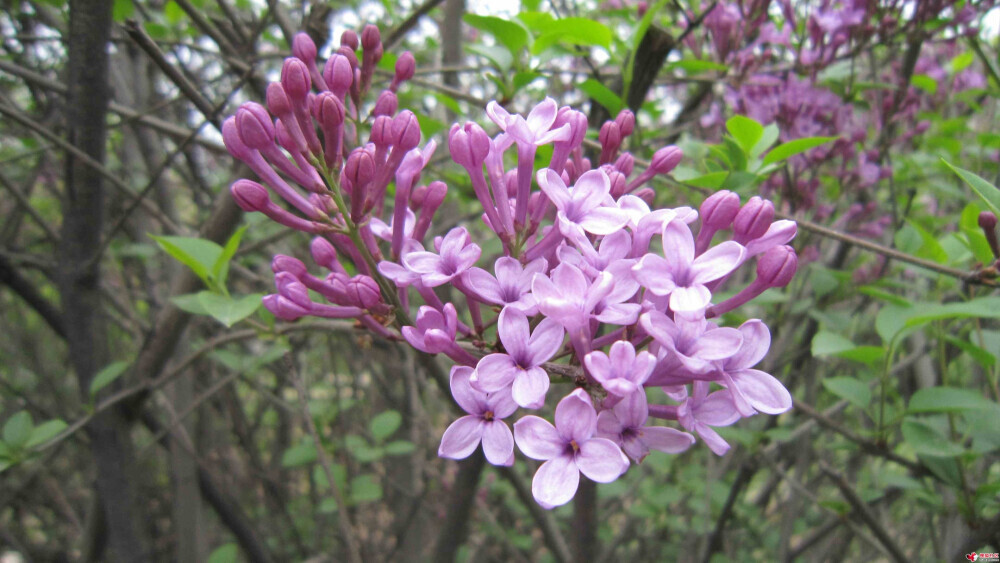 【原创】《丁香花开》(一东平声)
丁香吐蕊花开放，豆蔻留香月色澄。
正是一年新柳绿，春风吹雨早梅红。
文/李文革
图/堆糖 #诗词# #植物#