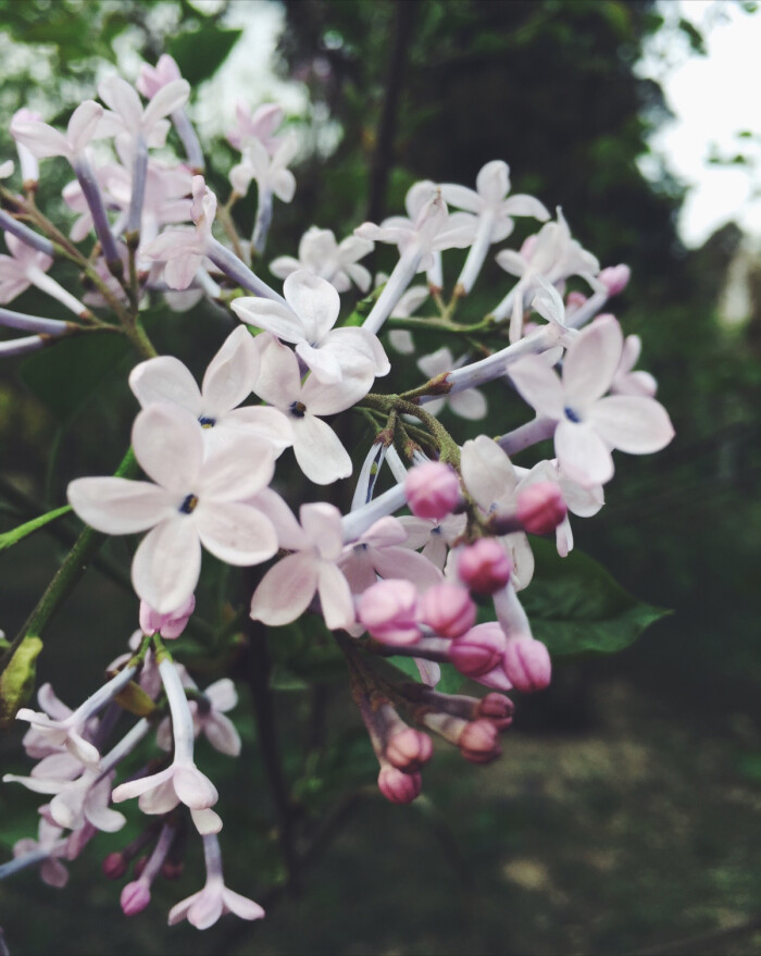 【原创】《丁香花开》(一东平声)
丁香吐蕊花开放，豆蔻留香月色澄。
正是一年新柳绿，春风吹雨早梅红。
文/李文革
图/堆糖 #诗词# #植物#