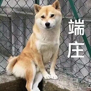 狗狗表情包 端庄