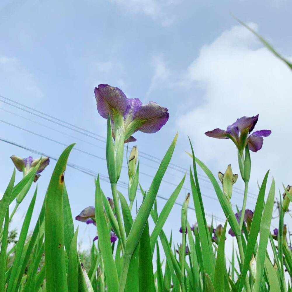 鸢尾花