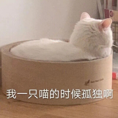 猫猫表情包❤ 我一只喵的时候孤独啊