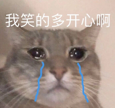 猫猫表情包❤ 我笑的多开心啊