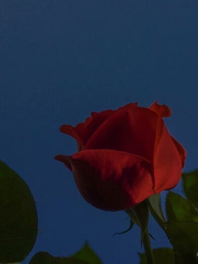 玫瑰花整个夏天一直都在开花
图片cr.Romantic