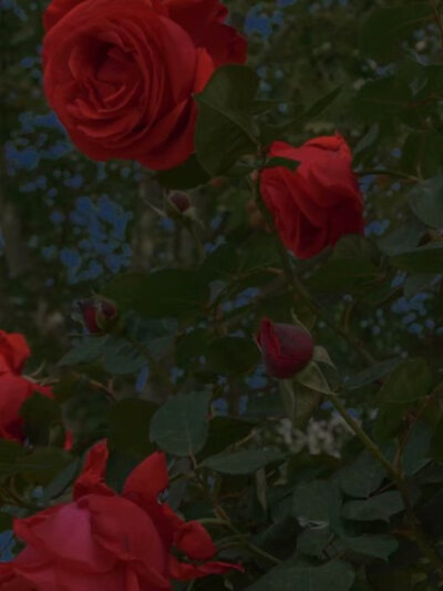 玫瑰花整个夏天一直都在开花
图片cr.Romantic