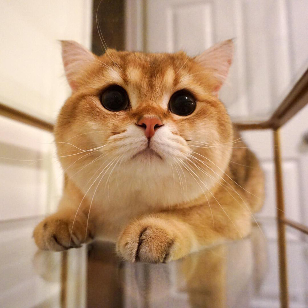 活捉一头上古神兽虎头麒麟