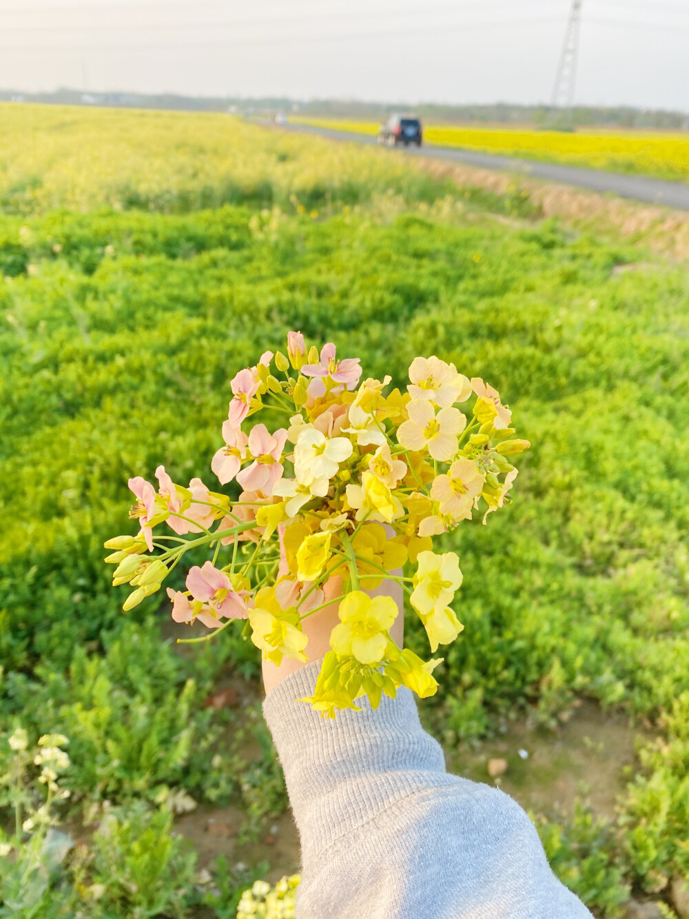 彩色油菜花田