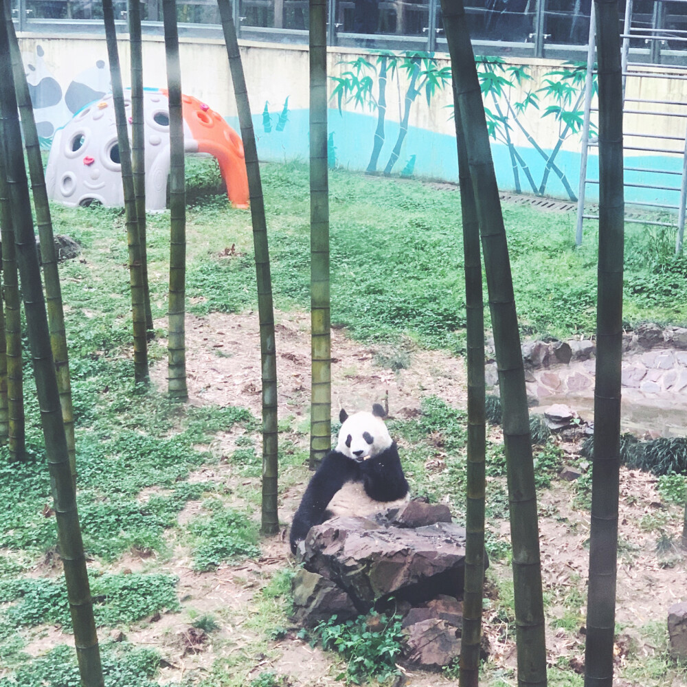 竹海半日游