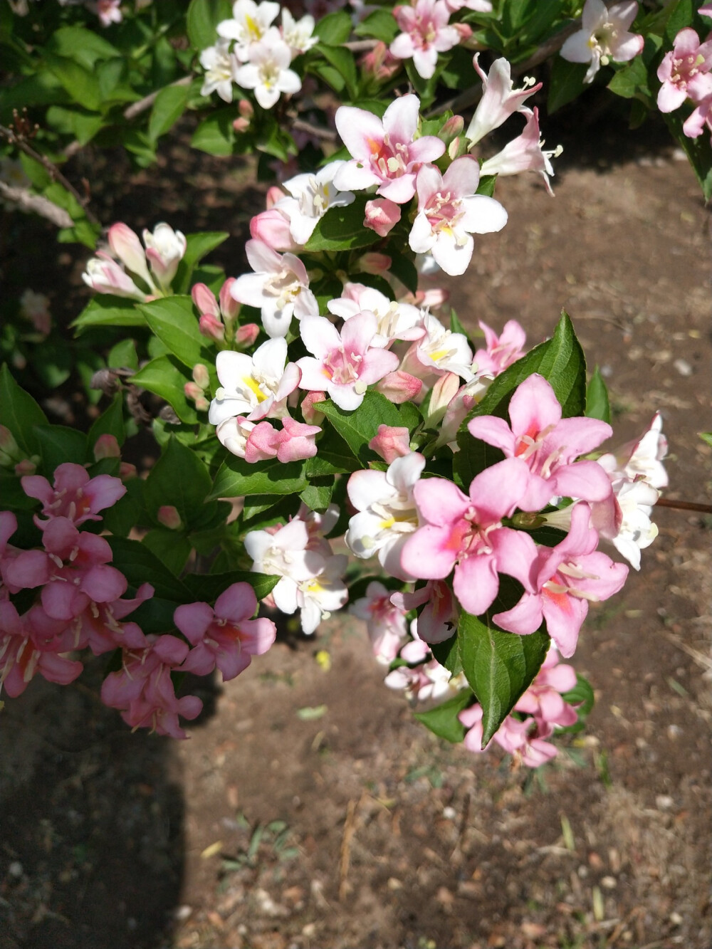 锦带花(2020.5.5 湿地公园)