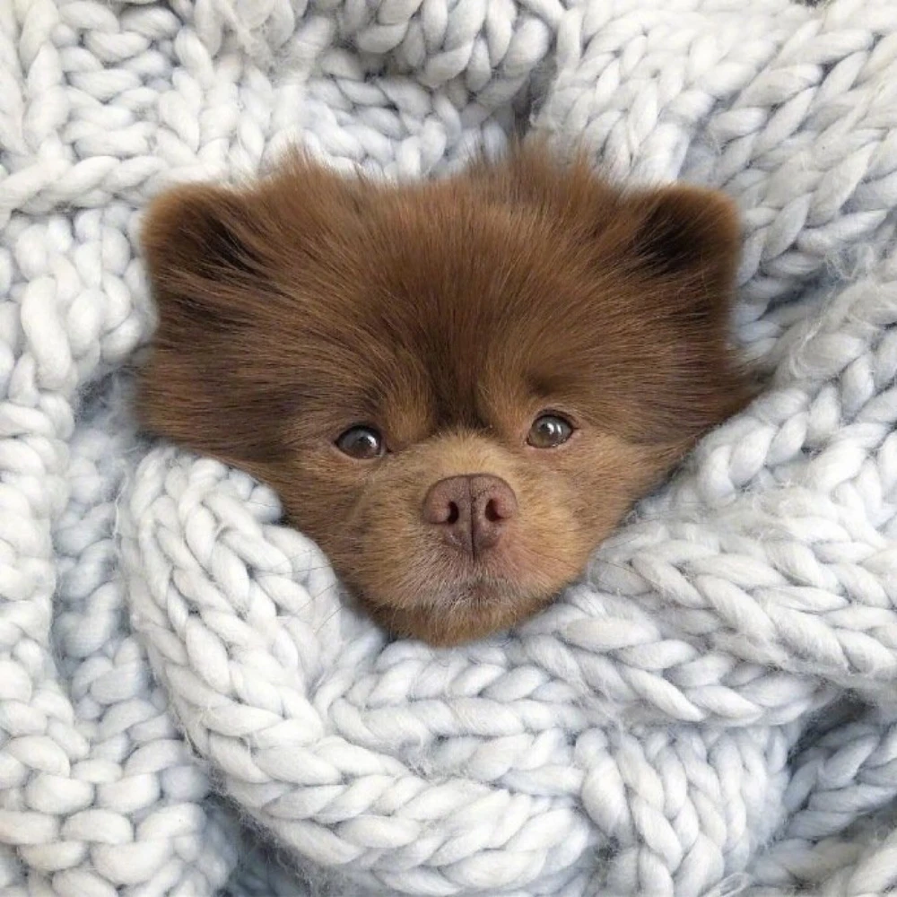 狗勾:bertram
棕色小博美