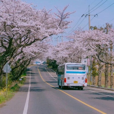 和你一起看樱花
徐优