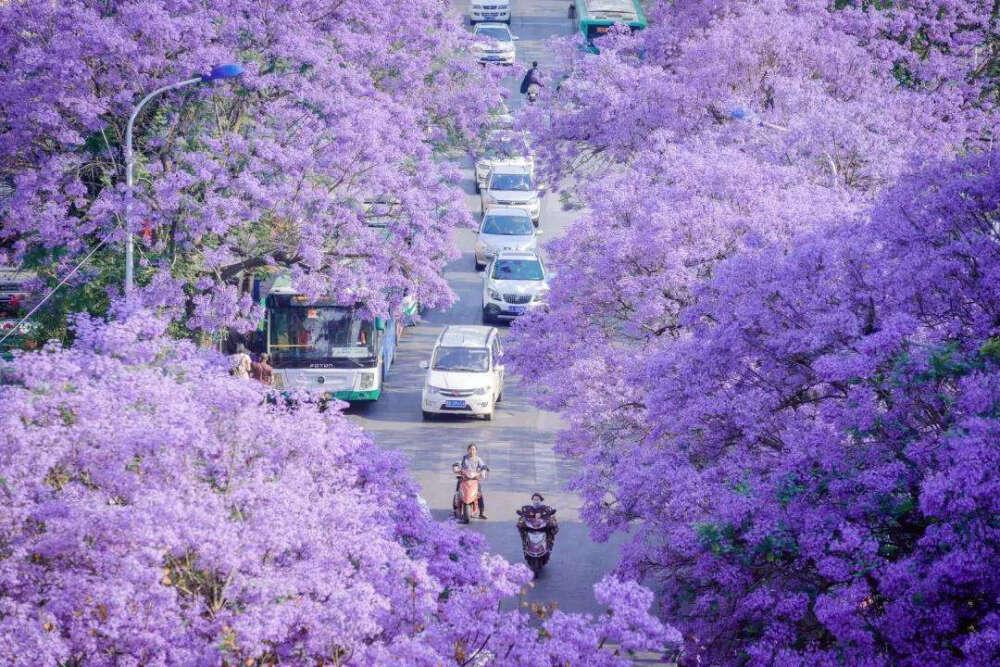 蓝花楹