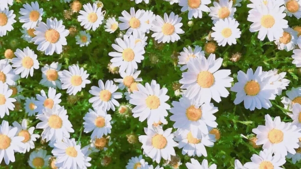 今日份壁纸~
今日份电脑壁纸/ipad壁纸/风景壁纸/高清壁纸/动漫壁纸 /爱豆壁纸
源自各处 侵权删除 知源可评 部分见水印~