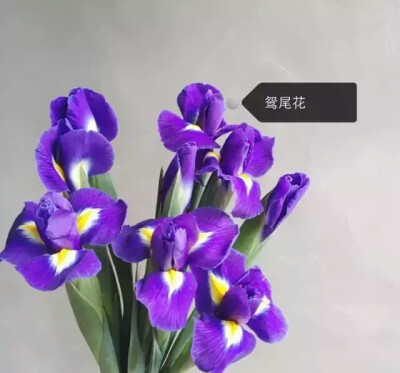 花谱