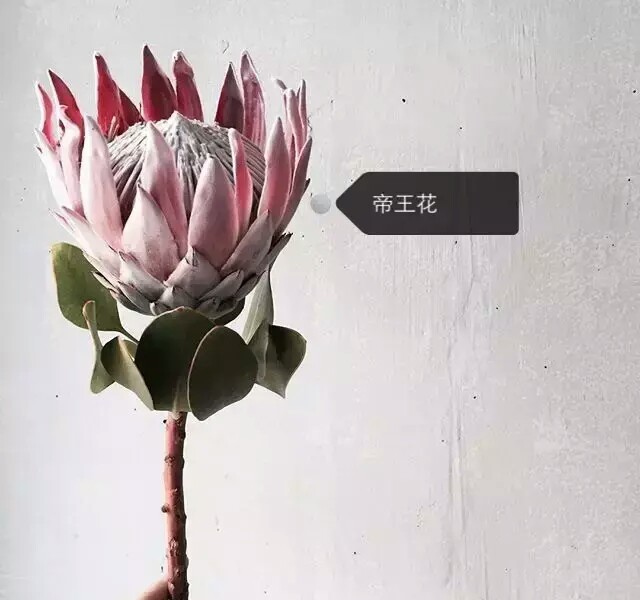 花谱