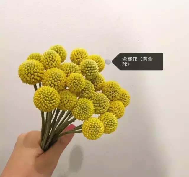 花谱