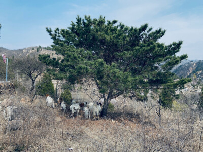 黄巢水库