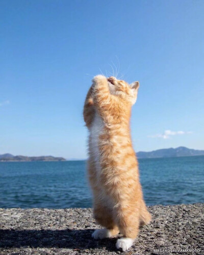 可可爱爱没有脑袋