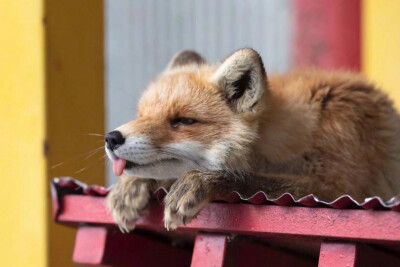 可可爱爱没有脑袋