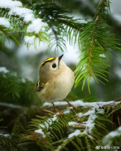 可可爱爱没有脑袋