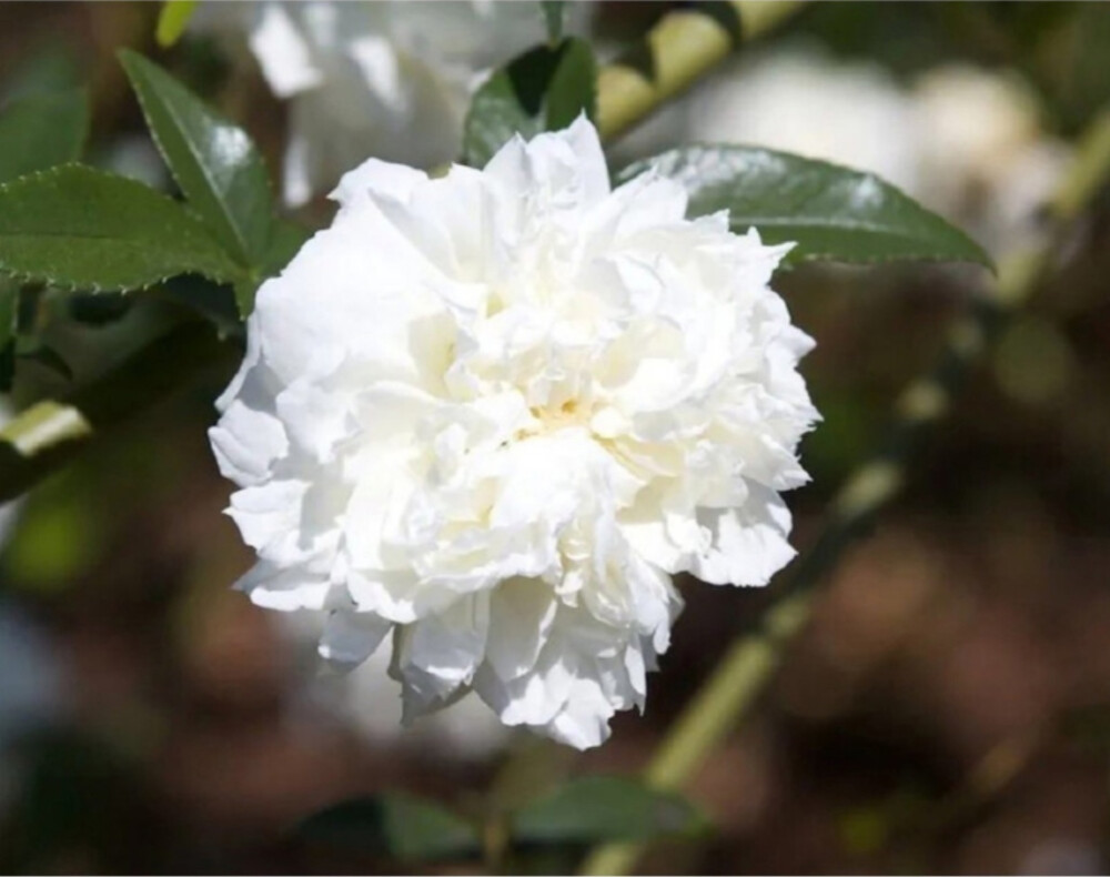 大花木香花：木香花和金櫻子的雜交