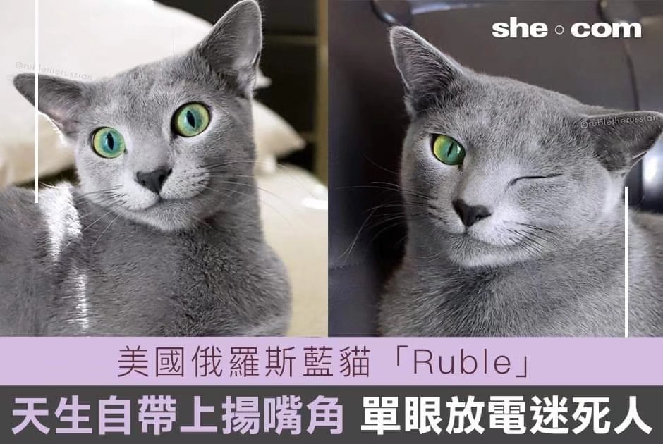 猫动物