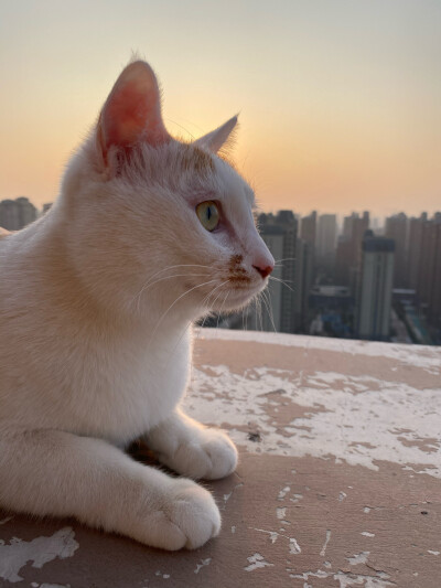 夕阳下的猫猫！