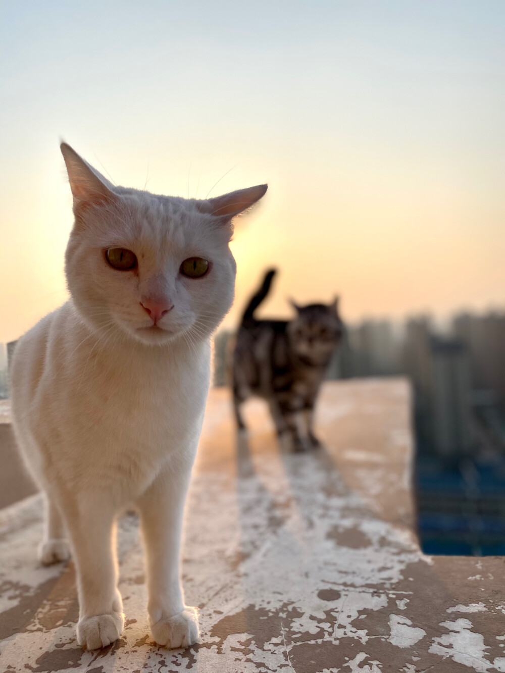夕阳下的猫猫！