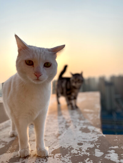 夕阳下的猫猫！