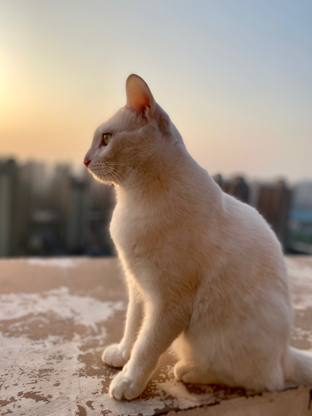 夕阳下的猫猫！