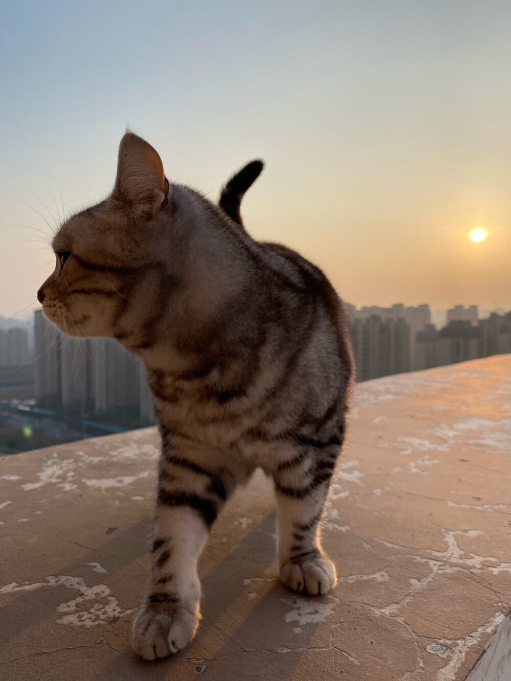 夕阳下的猫猫！