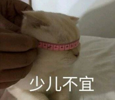 猫咪表情包合集