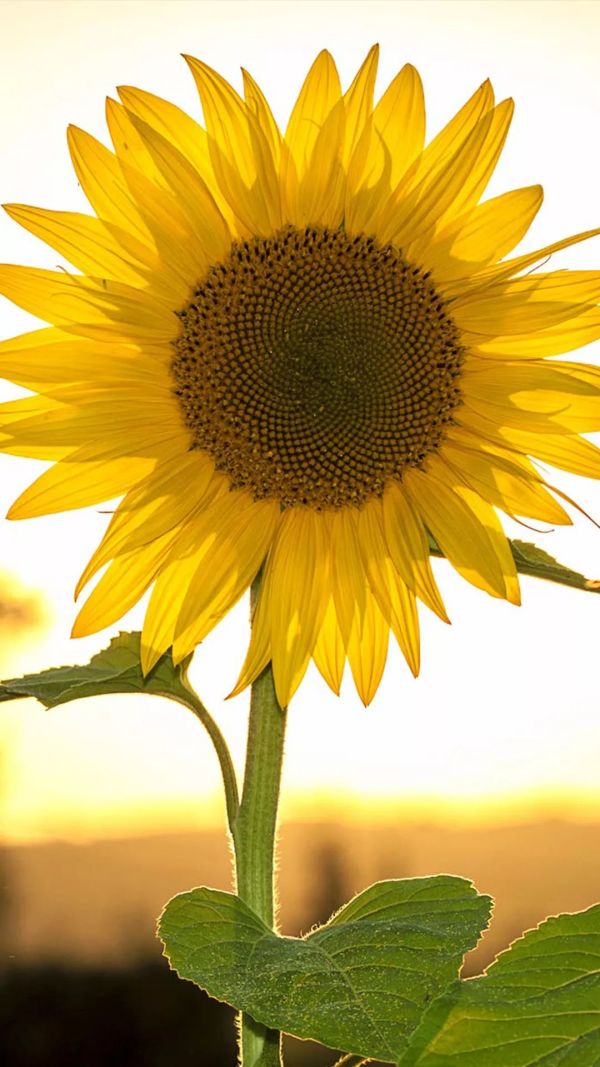 向日葵（学名：Helianthus annuus L.）是菊科向日葵属草本植物，原产于南美洲，现欧洲、北美洲，中国都有分布，因花序随太阳转动而得名。
向日葵耐受高温和低温，对土壤要求较低，具有较强的耐盐碱能力，而且还兼有吸盐性能。它高1~3.5米，茎直立，圆形多棱角，质硬被白色粗硬毛；广卵形的叶片通常互生，两面粗糙，被毛，有长柄，头状花序，单生于茎顶或枝端；总苞片多层，叶质，覆瓦状排列，被长硬毛，夏季开花，果皮木质化，灰色或黑色。