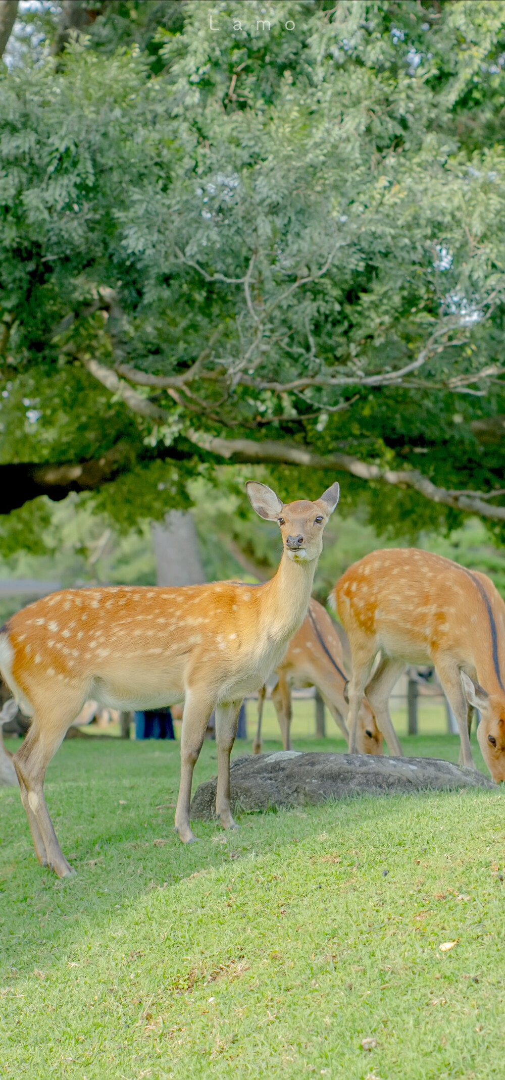 治愈系小清新手机壁纸夏天小鹿全面屏壁纸