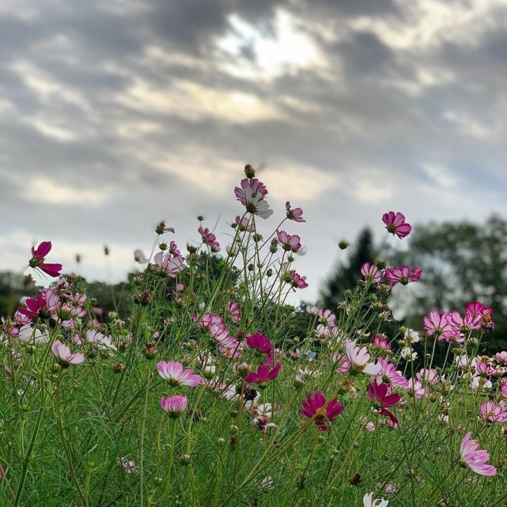 心花怒放的夏天