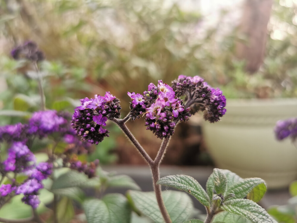 【香水草，洋茉莉，天芥菜，南美天芥菜】花语：献身