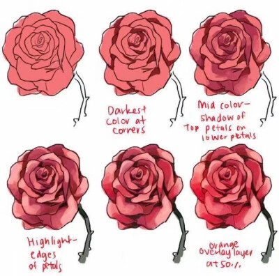 玫瑰，蔷薇的画法