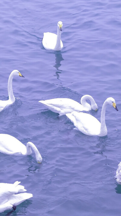 紫色‮温系‬柔壁纸分享
​‮活生‬原本沉闷，但‮起跑‬来就会有风。