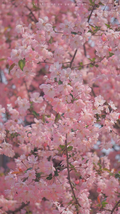 山花烂漫处