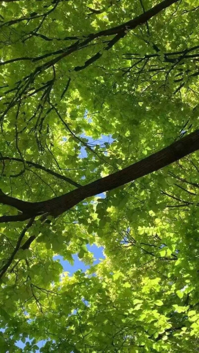 山花烂漫处