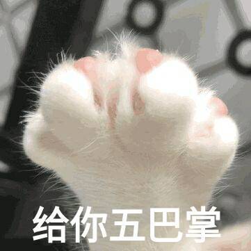 猫 表情包 超阔爱